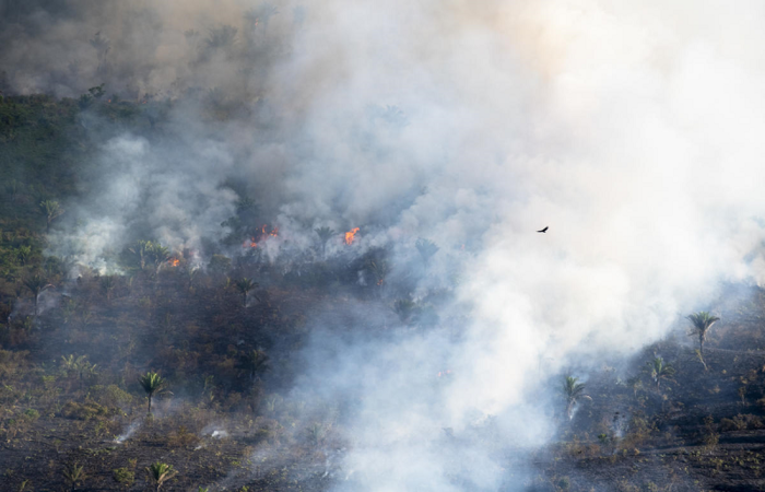 Foto: Reproduo/Greenpeace (Foto: Reproduo/Greenpeace)