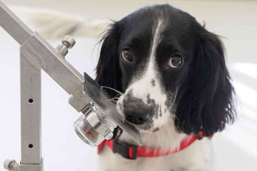 Freya é um dos cães treinados para farejar a doença: estratégia poderá ser adotada em portos e aeroportos. Foto: Medical Detection Dogs/Divulgação Freya é um dos cães treinados para farejar a doença: estratégia poderá ser adotada em portos e aeroportos. Foto: Medical Detection Dogs/Divulgação