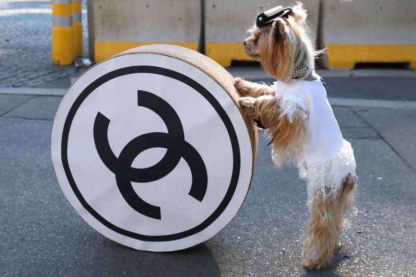 A associação de direitos dos animais Peta aplaudiu a medida. Foto: AFP A associação de direitos dos animais Peta aplaudiu a medida. Foto: AFP
