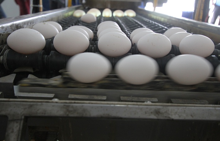 Os ovos sairo das granjas com o cdigo, que informar a data de produo e o registro na Adagro. Foto: Nando Chiapppetta/DP Foto