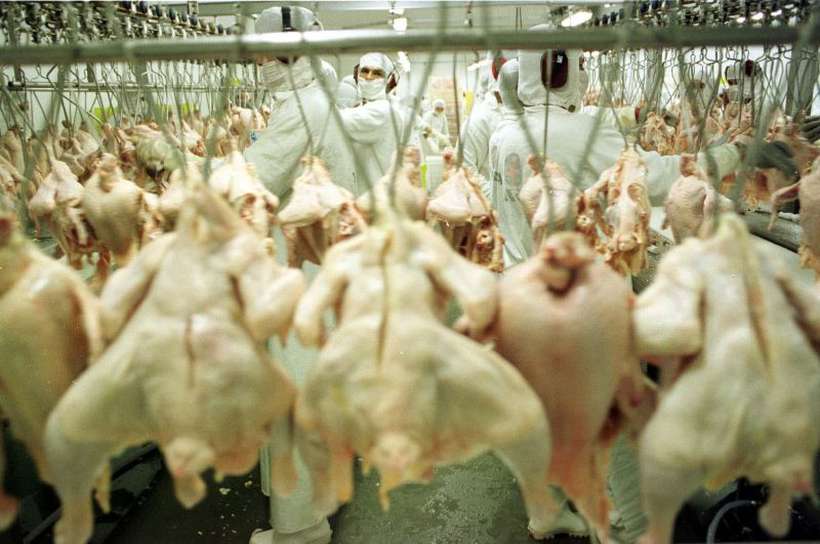 Abate de frango: pases rabes so o segundo maior mercado de protena animal do Brasil. Foto: Ricardo Borba/CB/D.A Press