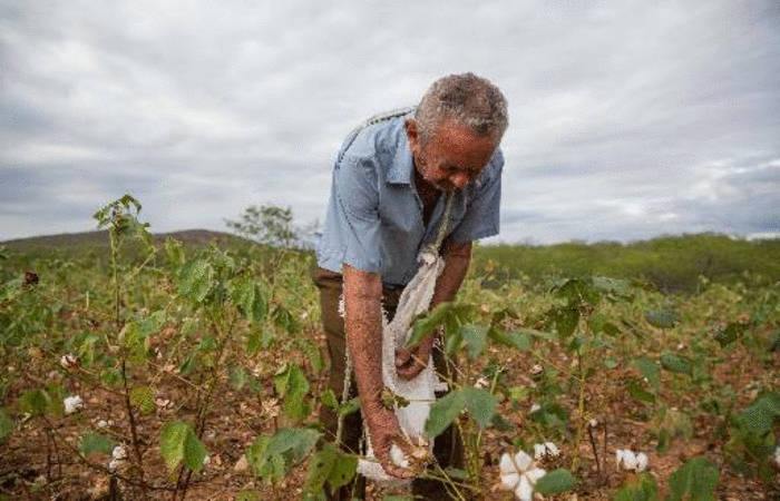 Segundo Embrapa, clima seco do semirido favorece o cultivo. Foto: Tatiana Cardeal/Divulgao (Foto: Tatiana Cardeal/Divulgao)