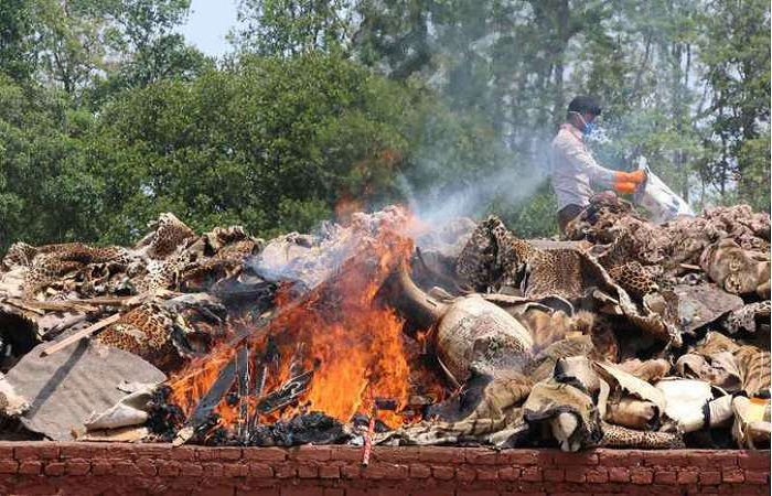 Em gesto contra o tráfico da vida selvagem, funcionário de parque no Nepal queima partes de bichos apreendidos de caçadores (foto: AFP) (Em gesto contra o tráfico da vida selvagem, funcionário de parque no Nepal queima partes de bichos apreendidos de caçadores (foto: AFP))