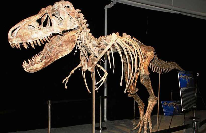 Esqueleto de um tiranossauro: os animais gigantes viveram durante 160 milhões de anos e desapareceram da Terra há cerca de 66 milhões: extinção intriga leigos e cientistas até hoje. Foto: AFP