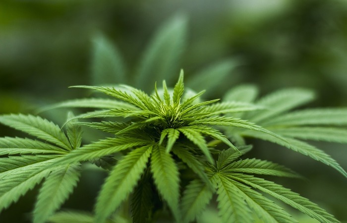Cultivo da maconha para uso medicinal demanda muita água e energia elétrica. Há ainda os cuidados quanto ao uso de pesticidas. Foto: Reprodução/Pixabay Cultivo da maconha para uso medicinal demanda muita água e energia elétrica. Há ainda os cuidados quanto ao uso de pesticidas. Foto: Reprodução/Pixabay