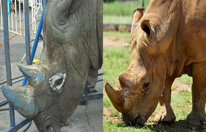 (foto: Rinoceronte Thor em 2008 e depois, em 2019)
