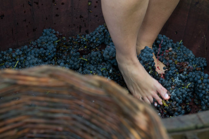 A pisa das uvas é uma das atividades preferidas dos turistas. Foto: Júlio Soares/cortesia Ibravin/Sebrae A pisa das uvas é uma das atividades preferidas dos turistas. Foto: Júlio Soares/cortesia Ibravin/Sebrae