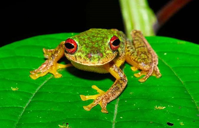 FOTO:Jonathan E. Kolby/Honduras Amphibian Rescue & Conservation Center (FOTO:Jonathan E. Kolby/Honduras Amphibian Rescue & Conservation Center)