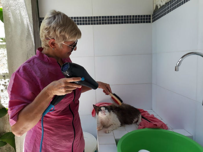 Foto: Olindete d banho em gatos a domiclio. Foto: ngela Chiappetta