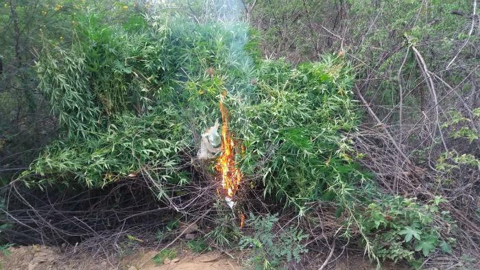 Ação aconteceu no Projeto Fulgêncio, zona rural de Santa Maria da Boa Vista. Foto: Polícia Militar / Divulgação