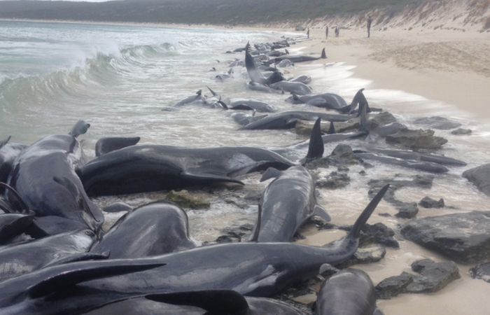 Baleias piloto-de-aleta-curta, uma das espcies "em perigo em guas canadenses", encalhadas na praia da Austrlia. Foto: Divulgao (Foto: Divulgao)