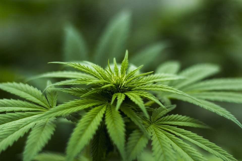 Fabricantes de produtos à base da cannabis esperam que autorização do uso medicinal no Brasil abra caminho para a erva com fins recreativos, cosméticos e na alimentação. Foto: Reprodução/Pixabay