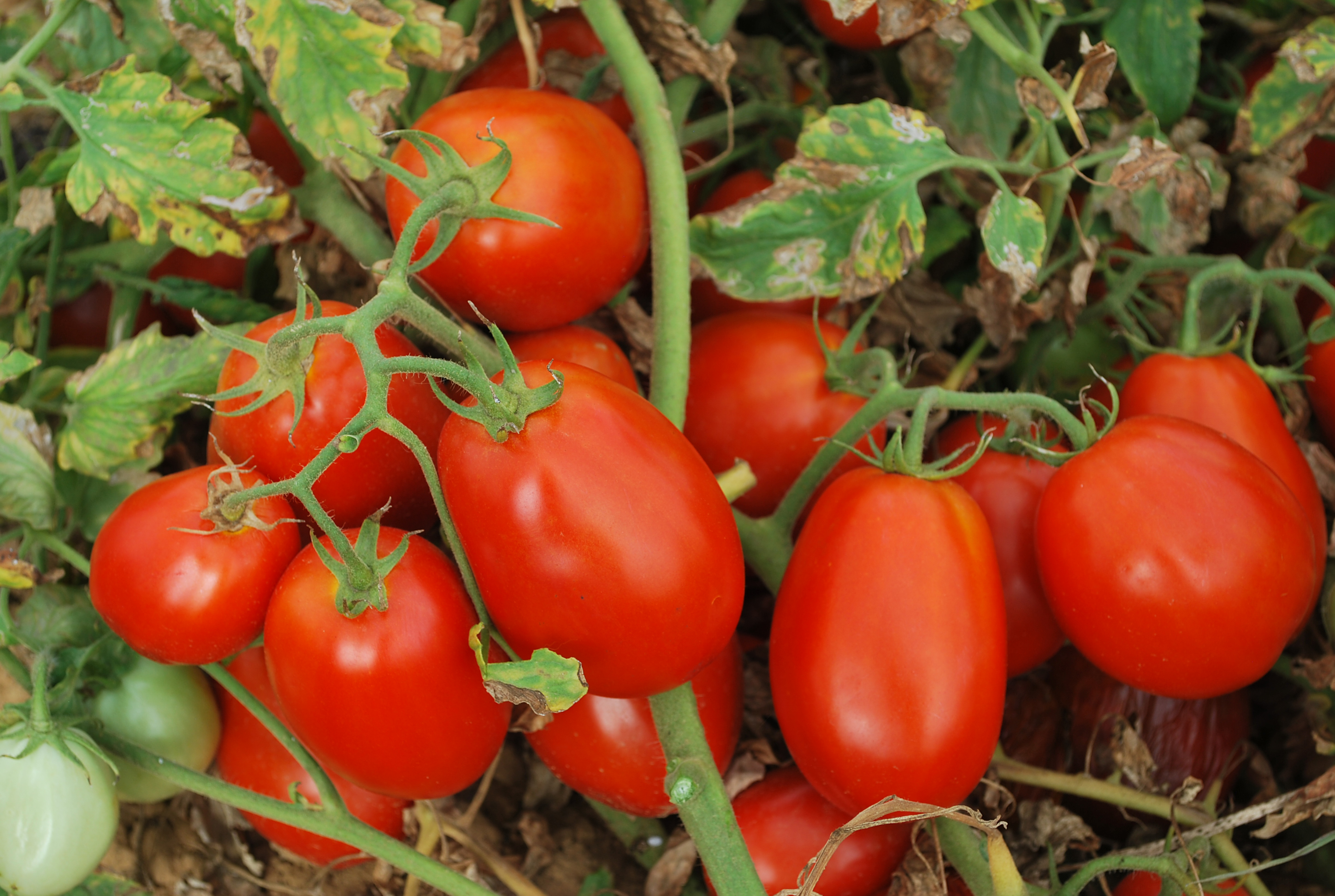 O tomate foi uma das influncias negativas. Foto:IPA/Divulgao