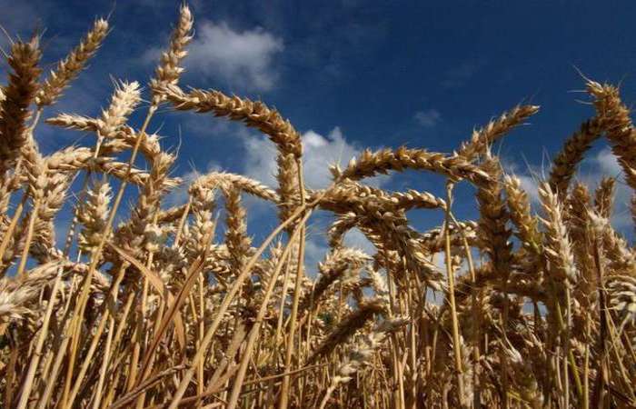 Pragas ameaam 20% das cinco culturas que respondem por metade da ingesto calrica do mundo: trigo (foto), arroz, feijo, milho e soja. Foto: Gerrd Paillard /Divulgao