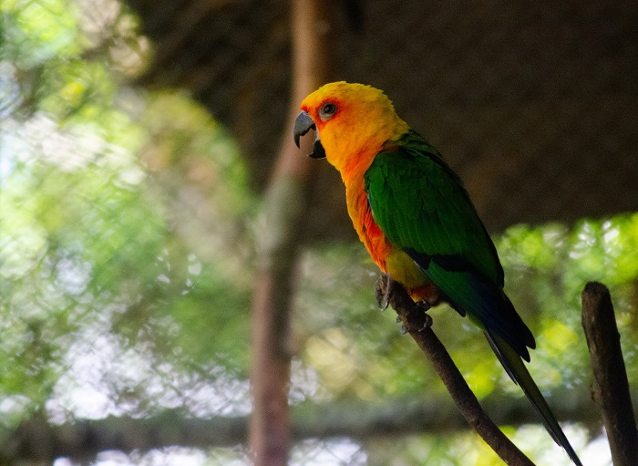 Atividade programada  o enriquecimento alimentar que ser realizado nos dois dias (sbado e domingo) com aves e um dos pequenos felinosFoto: Lu Rocha 