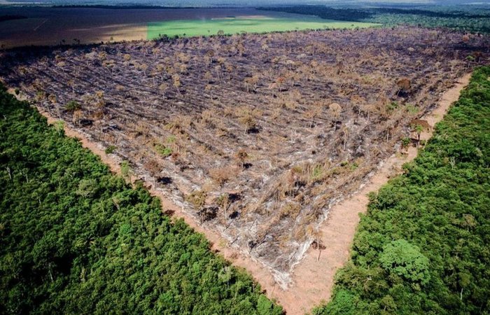 Agricultura est&aacute; analisando alta de 88% no desmatamento na Amaz&ocirc;nia, diz  ministra | &Uacute;ltimas: Diario de Pernambuco