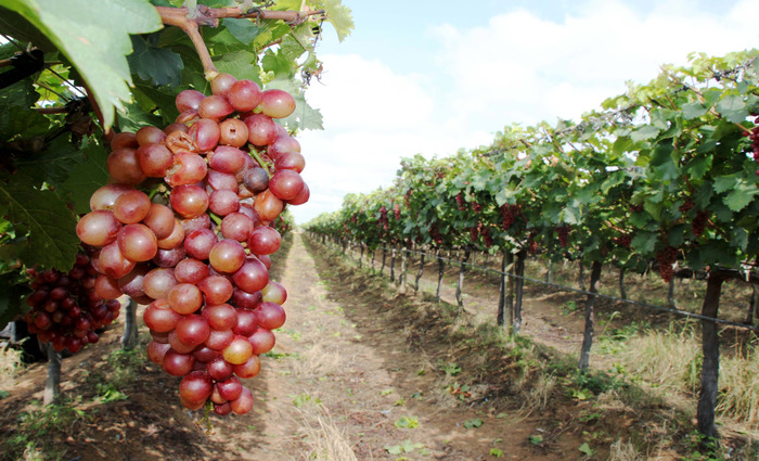 Expectativa  dobrar exportao das uvas do Vale do So Francisco. Foto: Carlos Laerte/Divulgao