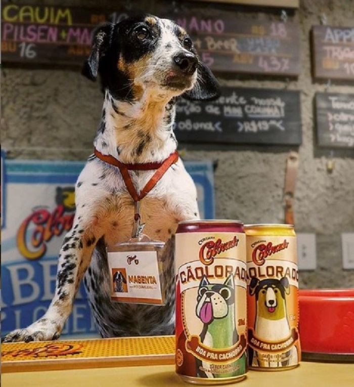 Resultado de imagem para Cervejaria lança bebida e biscoito para cães e torna bares pet friendly