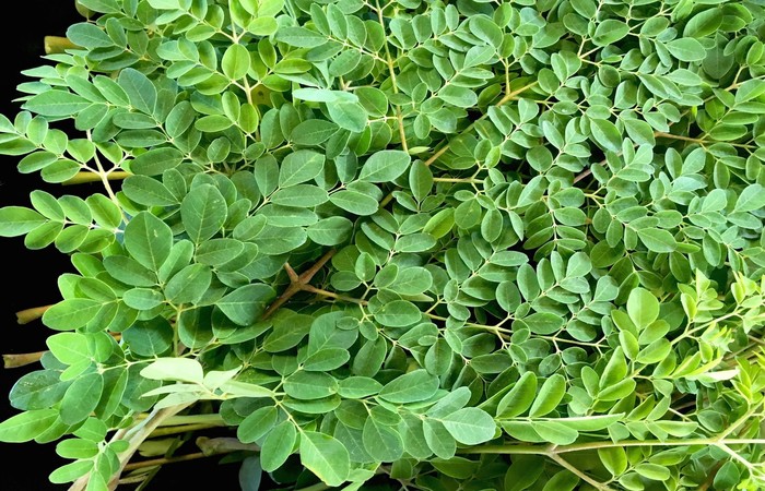 A moringa oleifera tambm  conhecida como  accia-branca. Foto: Reproduo/Internet (Foto: Reproduo/Internet)