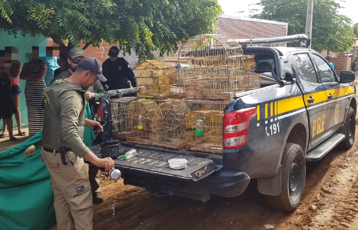 Aves foram levadas para um centro de tratamento na regiÃ£o - DivulgaÃ§Ã£o/PRF