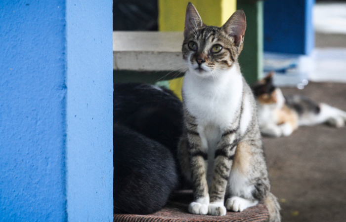 Gatos tambm sofrem com clima frio - Bruna Costa/Esp. DP