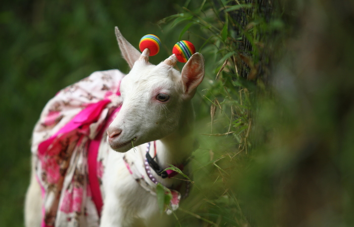 Conheca Gerusa Tyfanny A Cabra Influencer Local Diario De Pernambuco