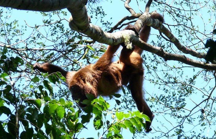 A espécie já está ameaçada de extinção por causa de fragmentação e perda do habitat. Foto: Marcos Kawall/SVMA/Divulgação (Foto: Marcos Kawall/SVMA/Divulgação) A espécie já está ameaçada de extinção por causa de fragmentação e perda do habitat. Foto: Marcos Kawall/SVMA/Divulgação (Foto: Marcos Kawall/SVMA/Divulgação)