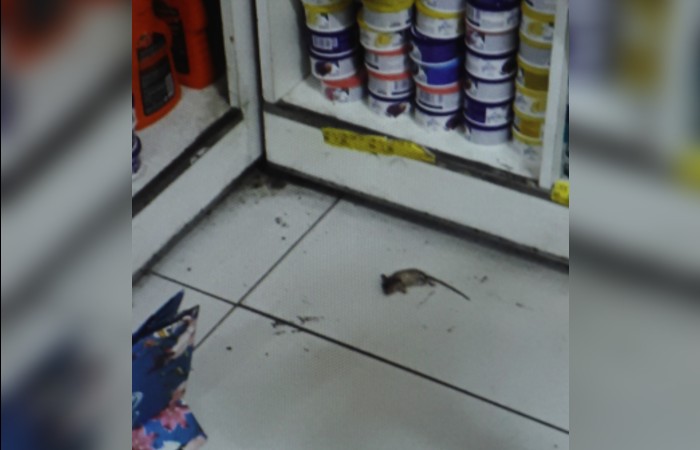 Fiscalizao encontrou at rato morto dentro de supermercado em Jardim Atlntico - Foto: Reproduo/Polcia Civil