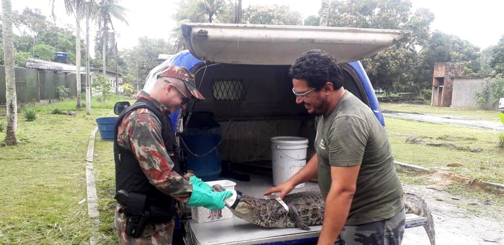 Animal encontrado na Madalena est sob cuidados do Cetas Tangar. Foto: CPRH/Divulgao