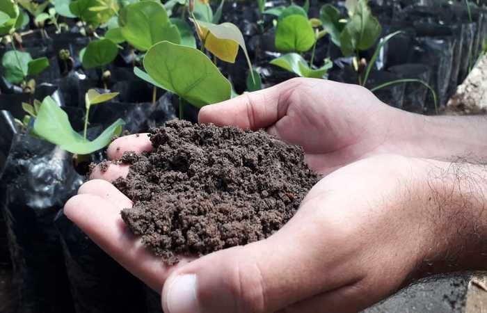 Mais de 100 j foram plantadas num perodo de quatro anos, so das espcies: Caibeira, Tamboril, Flamboyant, Tamarindo, Oitis e Ip. Crdito: Divulgao/PMSC