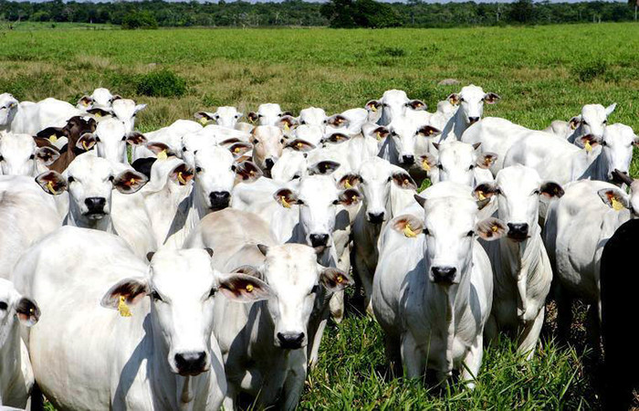 Foto: Arquivo/Agência Brasil/Ascom AdePARÁ (Foto: Arquivo/Agência Brasil/Ascom AdePARÁ) Foto: Arquivo/Agência Brasil/Ascom AdePARÁ (Foto: Arquivo/Agência Brasil/Ascom AdePARÁ)