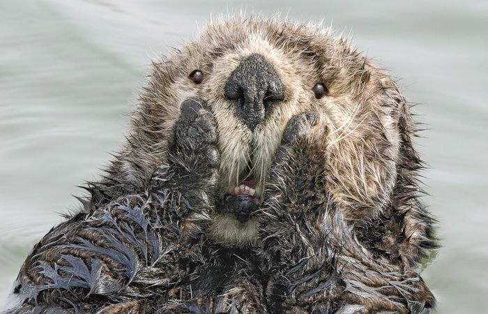 Crditos: Comedy Wildlife Photography Awards 2019