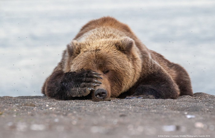 Crditos: Comedy Wildlife Photography Awards 2019