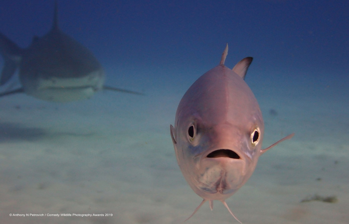 Crditos: Comedy Wildlife Photography Awards 2019