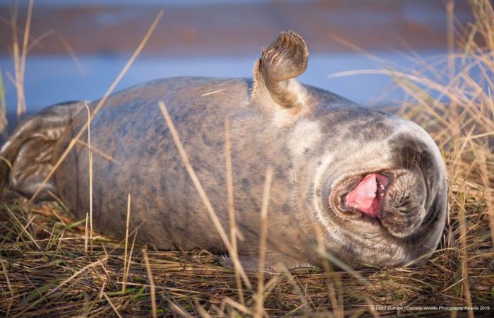 Crditos: Comedy Wildlife Photography Awards 2019