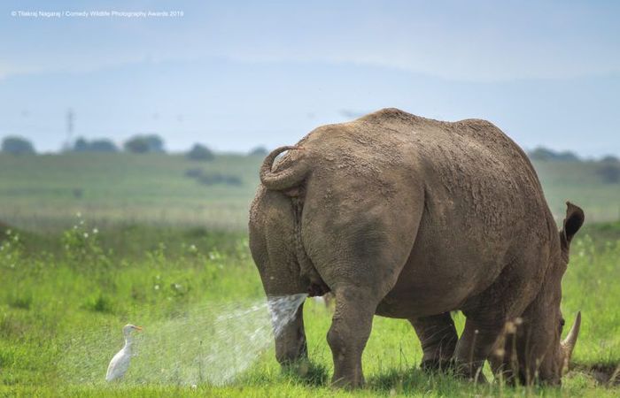 Crditos: Comedy Wildlife Photography Awards 2019