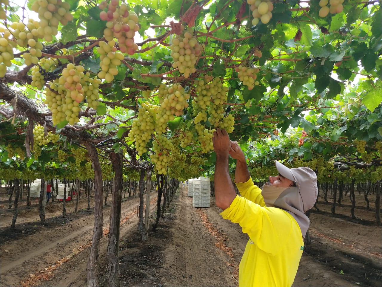 Detentos trabalham na produção de uvas e vinhos em Petrolina | Local: Diario de Pernambuco