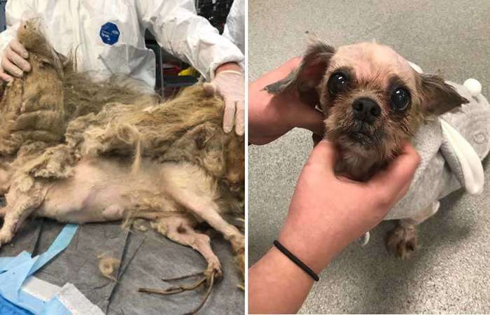 O antes e depois de Ellie Mae, da raÃ§a Shih Tzu, resgatada em condiÃ§Ãµes degradantes. Foto: ReproduÃ§Ã£o/Twitter