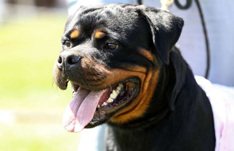 Bebe De 1 Ano E Morto Por Cao Rottweiler No Rio Grande Do Sul