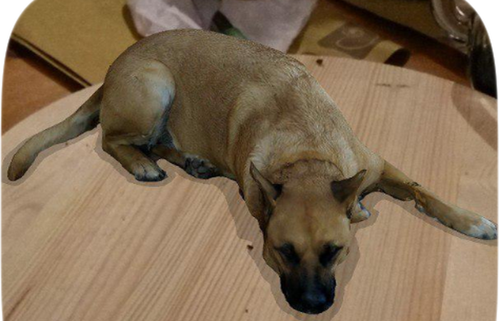 Viralizou Filtro Do Instagram Permite Inserir Cachorro Em