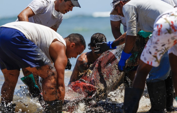 Voluntários se reúnem para retirada do óleo nas praias pernambucanas (Leandro de Santana / Esp.DP FOTO) Voluntários se reúnem para retirada do óleo nas praias pernambucanas (Leandro de Santana / Esp.DP FOTO)