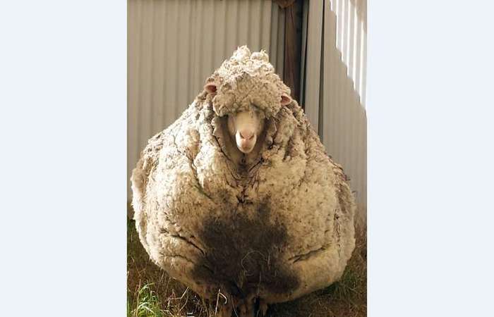 A ovelha rendeu com 41,1 quilos de l numa nica tosa
 (Foto: Handout / Rspca Australian Capital Territory/ AFP)