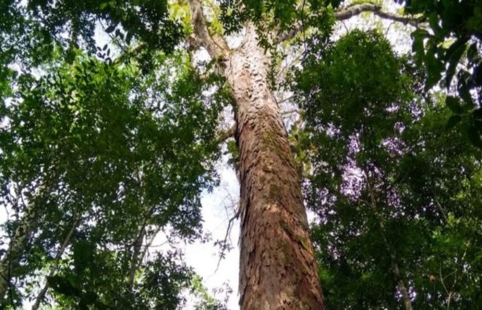 A rvore, conhecida como angelim vermelho (Dinizia excelsa), est localizada na Floresta Estadual do Paru ((Foto: Divulgao))