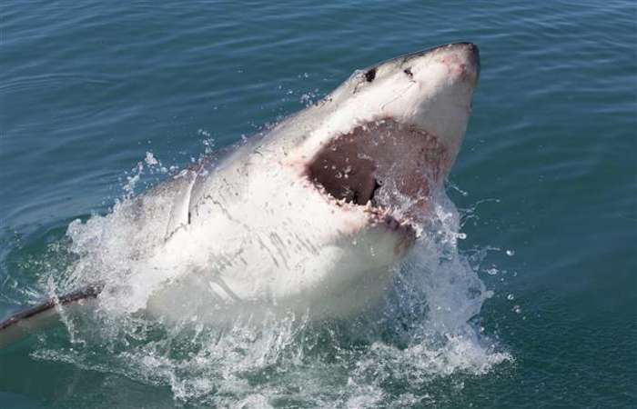 Um turista foi atacado por um tubaro no arquiplago australiano de Whitsundays. (Foto: AFP)