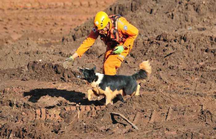 
O animal era referncia da corporao no encontro de pessoas desaparecidas (Gladyston Rodrigues/EM/D.A Press)