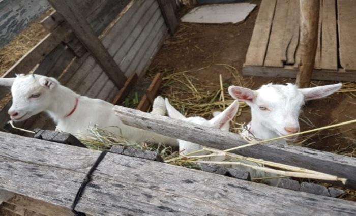 Ações que visam o melhoramento genético dos animais e o fortalecimento da cadeia produtiva. (Foto: Álvaro França/Divulgação) Ações que visam o melhoramento genético dos animais e o fortalecimento da cadeia produtiva. (Foto: Álvaro França/Divulgação)