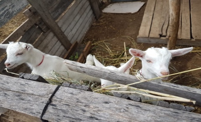 Aes que visam o melhoramento gentico dos animais e o fortalecimento da cadeia produtiva. (Foto: lvaro Frana/Divulgao)