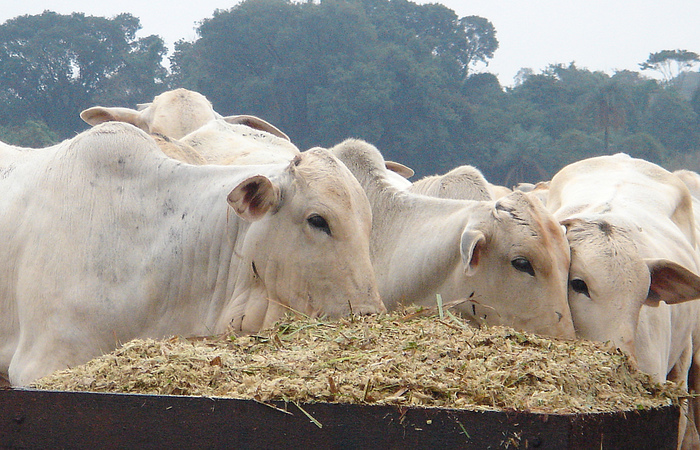 Os EUA suspenderam a compra de carne bovina in natura do Brasil em meados de 2017, na esteira da operao Carne Fraca, que revelou um esquema de adulterao do produto vendido no mercado interno e externo. (Foto: FMVZ/ USP)