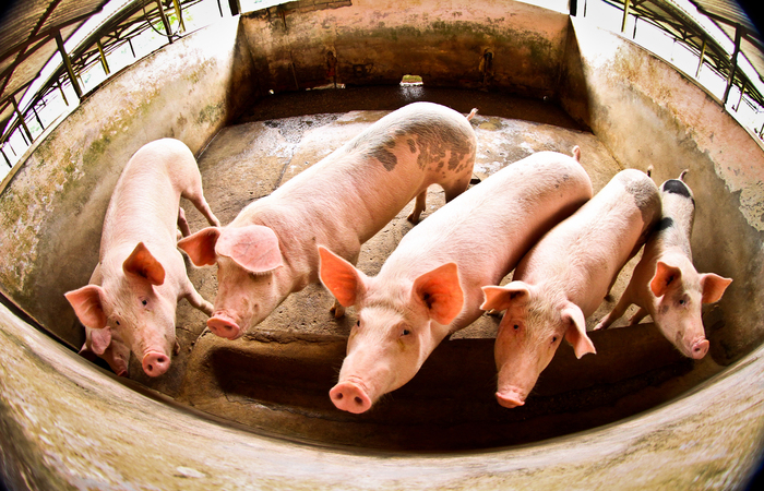 "Sete estabelecimentos de Santa Catarina foram habilitados a vender miúdos suínos para a China. A abertura desse mercado pode movimentar no próximo ano US$ 2 bilhões", publicou o Ministério da Agricultura no Twitter. (Foto: Thiago Gomes/ SUSIPE) "Sete estabelecimentos de Santa Catarina foram habilitados a vender miúdos suínos para a China. A abertura desse mercado pode movimentar no próximo ano US$ 2 bilhões", publicou o Ministério da Agricultura no Twitter. (Foto: Thiago Gomes/ SUSIPE)