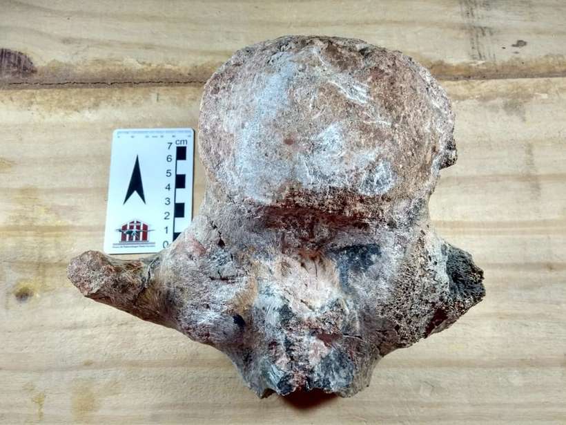 Pesquisadora acredita que o osso pertenceu a espcie herbvora titanossauro (Foto: Reproduo/ arquivo pessoal)